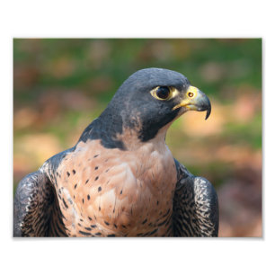 Peregrine Falcon Profil Fotodruck