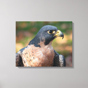 Peregrine Falcon Profil Leinwanddruck
