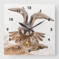 Peregrine Falcon