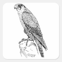 Peregrine Falcon