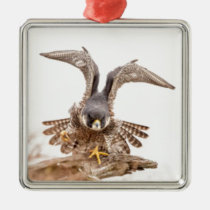 Peregrine Falcon Silbernes Ornament
