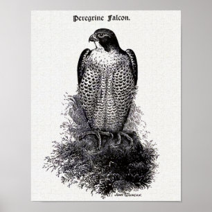 Peregrine Falcon Vintag Bird Illustration Poster