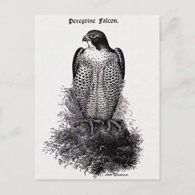 Peregrine Falcon Vintag Bird Illustration Postkarte (Vorderseite)