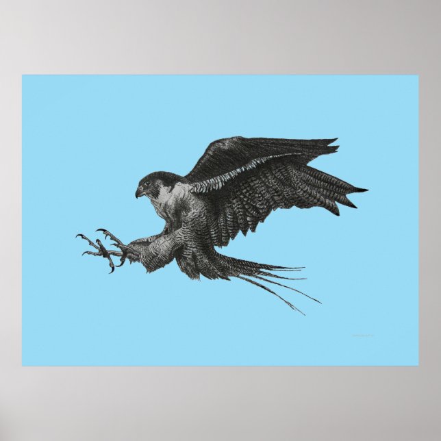 Peregrine Falcon Zeichnend auf Leinwand Poster (Vorne)