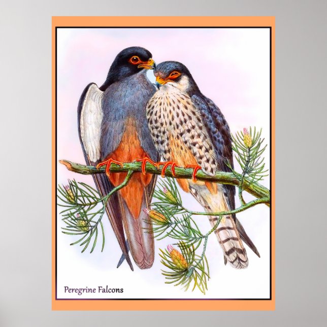 Peregrine Falcons Poster (Vorne)