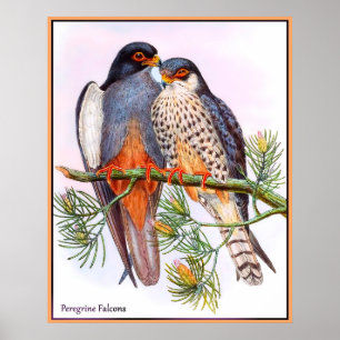 Peregrine Falcons Poster