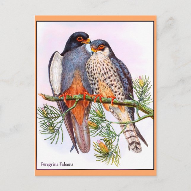 Peregrine Falcons Postkarte (Vorderseite)