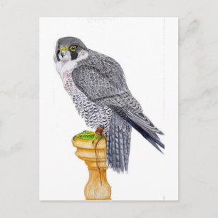 Peregrine Falken auf Blockpostkarte Postkarte