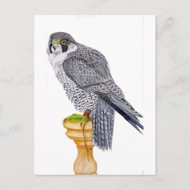 Peregrine Falken auf Blockpostkarte Postkarte (Vorderseite)