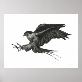 Peregrine Hawk Schwarz-weißer Pen und Tinte Poster