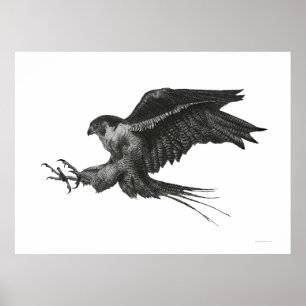Peregrine Hawk Schwarz-weißer Pen und Tinte Poster