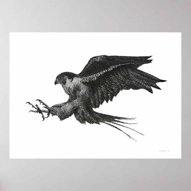 Peregrine Hawk Schwarz-weißer Pen und Tinte Poster (Vorne)