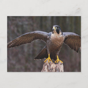 Peregrine Osprey Postkarte