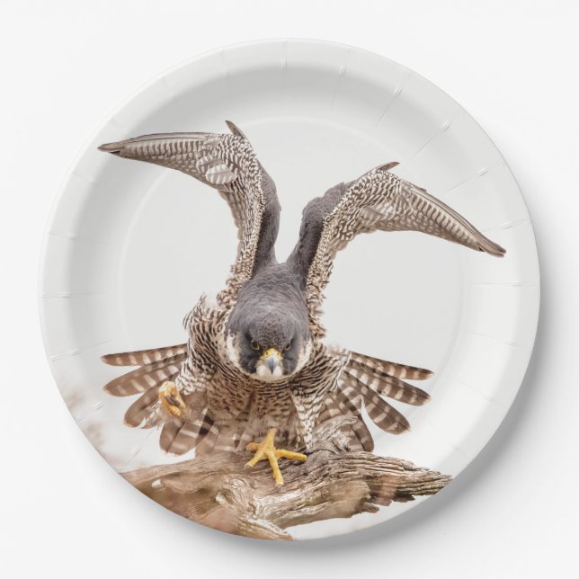 Peregrine Pappteller (Vorderseite)