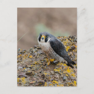 Peregrine Postkarte