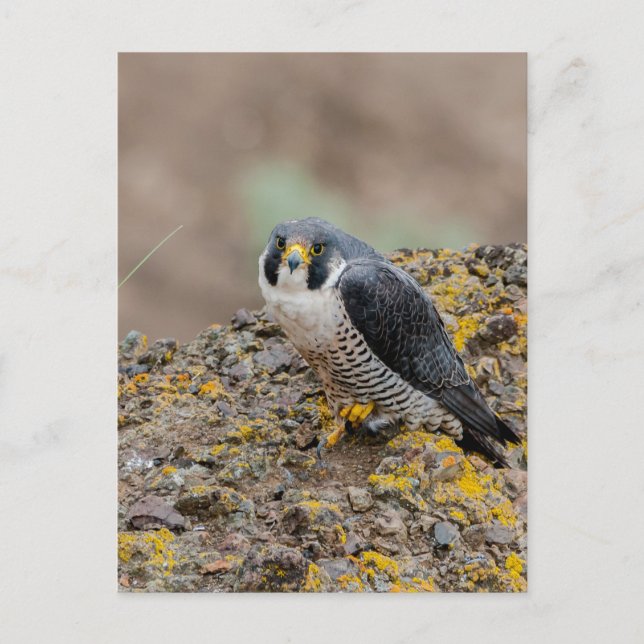 Peregrine Postkarte (Vorderseite)