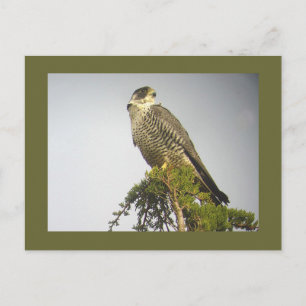 Peregrine Postkarte