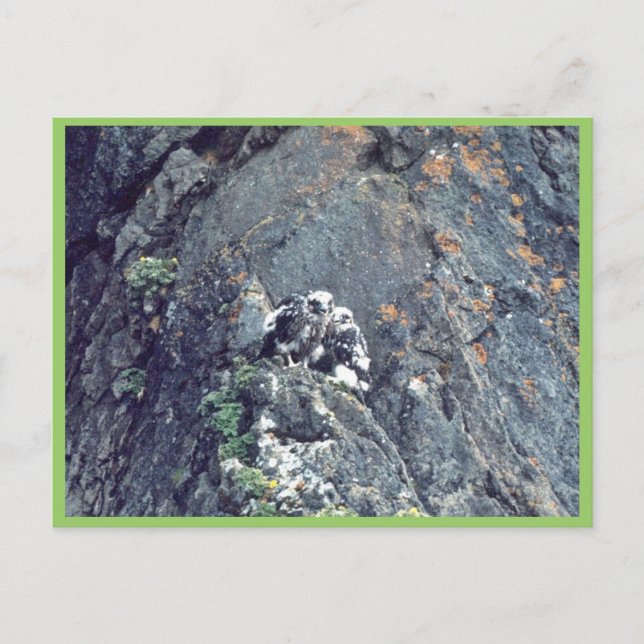 Peregrine Postkarte (Vorderseite)