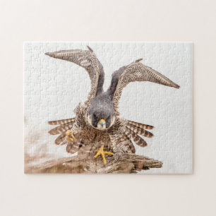 Peregrine Puzzle