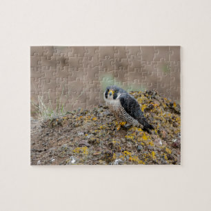 Peregrine Puzzle