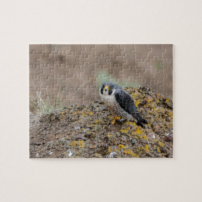 Peregrine Puzzle (Horizontal)
