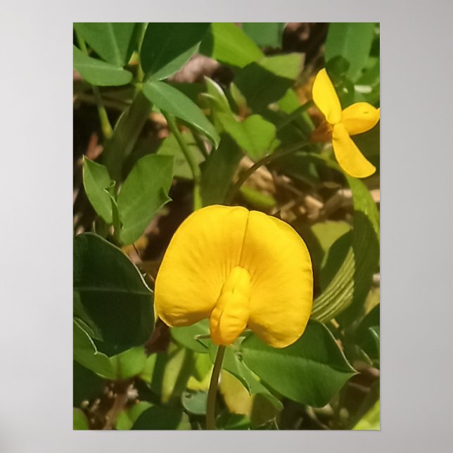 Perennial Peanut Pflanze Big Island Hawaii Poster (Vorne)