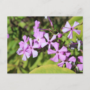 Perennial Phlox # 1 Postkarte