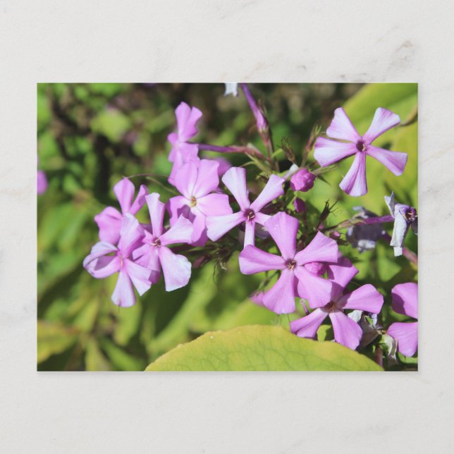 Perennial Phlox # 1 Postkarte (Vorderseite)