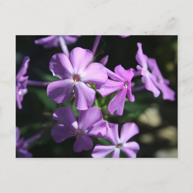 Perennial Phlox # 2 Postkarte (Vorderseite)