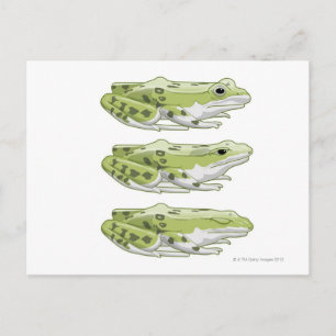 Perez Frog Postkarte
