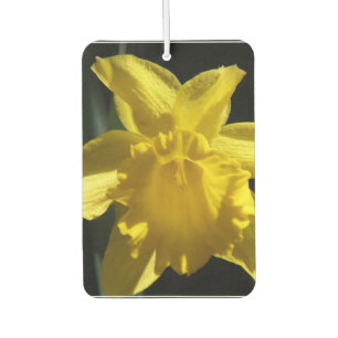 Perfect Daffodil Autolufterfrischer