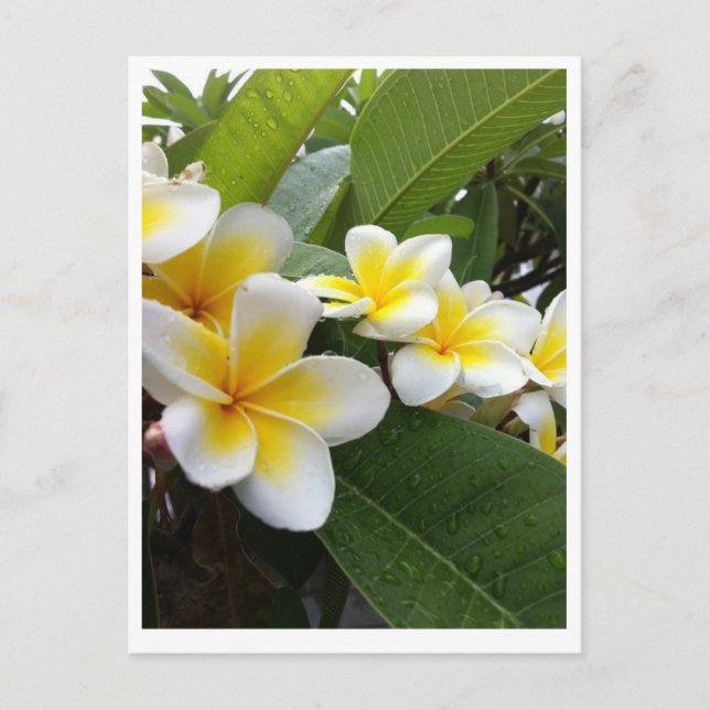 Perfect Plumeria Postkarte (Vorderseite)