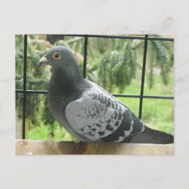 Perfect Taube Postkarte