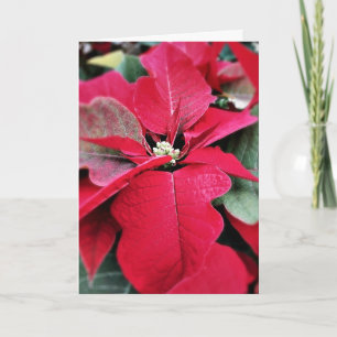 Perfekt auf Point Poinsettia Holiday Card Feiertagskarte