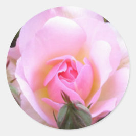 Perfekt Englisch Rosa Rose Runder Aufkleber