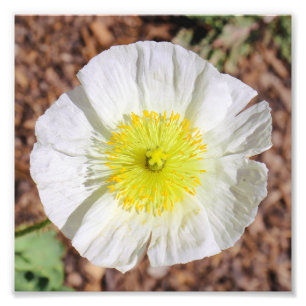 Perfekt Poppy Fotodruck