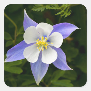 perfekt quadratischer aufkleber