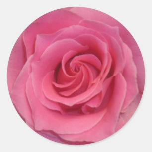 Perfekt Rosa Rose Runder Aufkleber