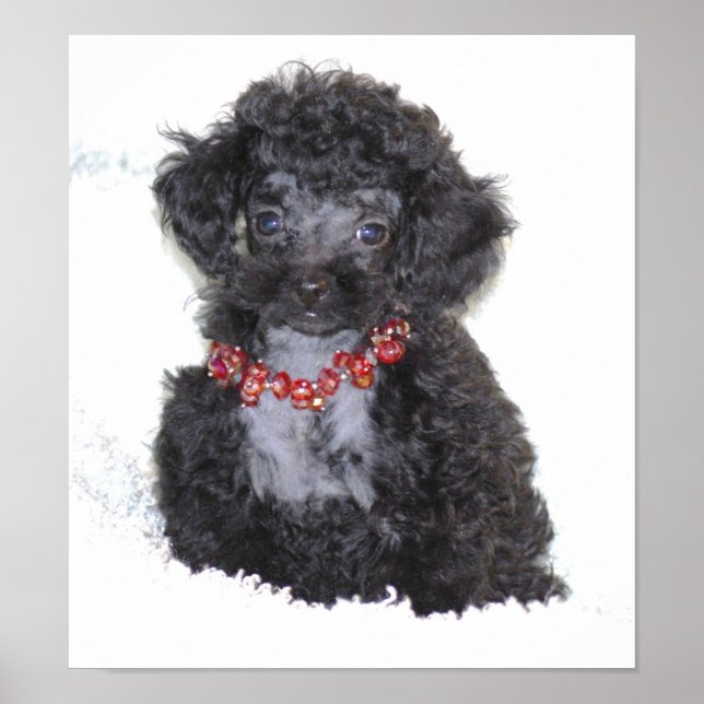Perfekte Black Toy Poodle Puppy Poster (Vorne)