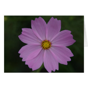 perfekte Blume