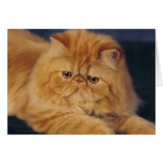 Perfekte Ingwer-Katze (Vorderseite (Horizontal))