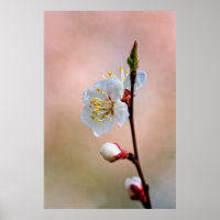 Perfekte japanische Apricot-Blume