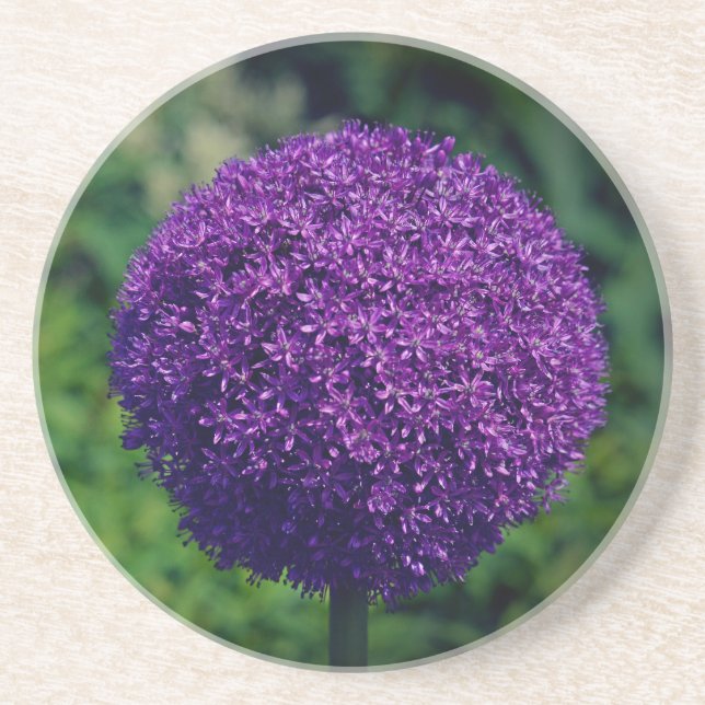 Perfekte Lila Allium Blume Ästhetik Getränkeuntersetzer (Vorne)