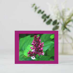Perfekte Lila Wildblume Postkarte