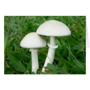 Perfekte Mischung, Pilze