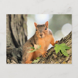 Perfekte Pose Postkarte