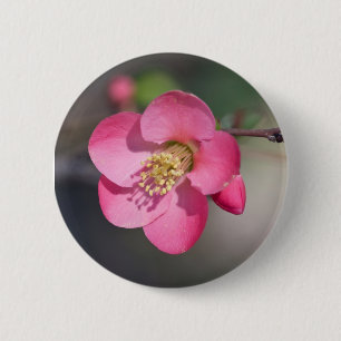 Perfekte rosa Blütenquitte Button