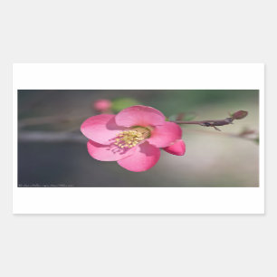 Perfekte rosa Blütenquitte Rechteckiger Aufkleber