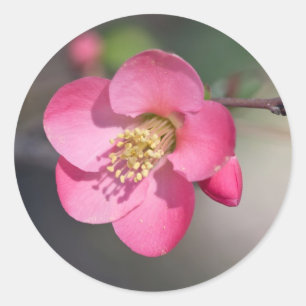 Perfekte rosa Blütenquitte Runder Aufkleber