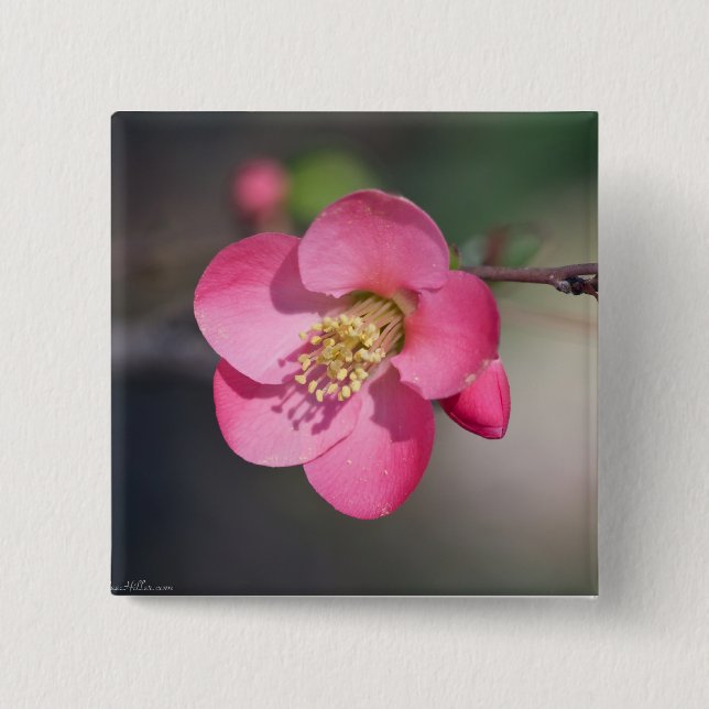 Perfekte rosa Blütenruhe Button (Vorderseite)